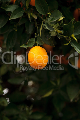 Ripe oranges hang from a tree