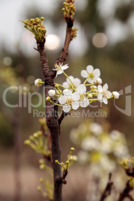 White flower blossoms on a hood pear tree