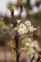 White flower blossoms on a hood pear tree