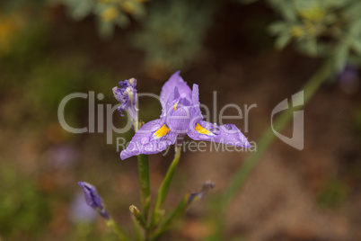 Small purple Douglas iris