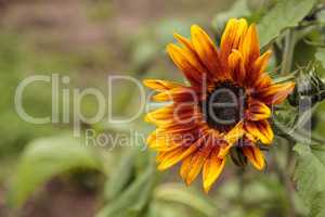 Dwarf little Becka sunflower