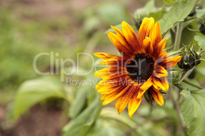 Dwarf little Becka sunflower