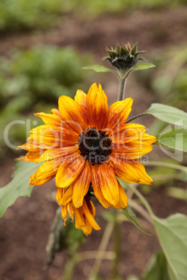Dwarf little Becka sunflower