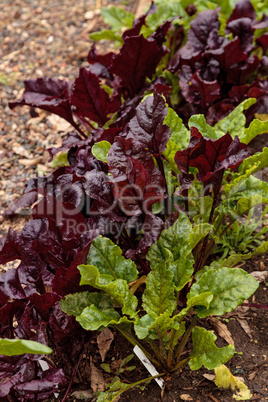Homegrown Romaine lettuce