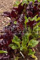 Homegrown Romaine lettuce