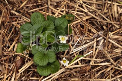 Small white flowers bloom on a strawberry plant