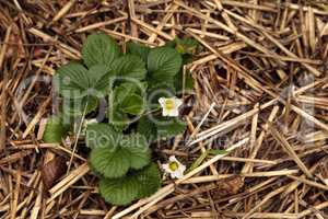 Small white flowers bloom on a strawberry plant