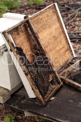 Empty honeycomb from a langsroth beehive