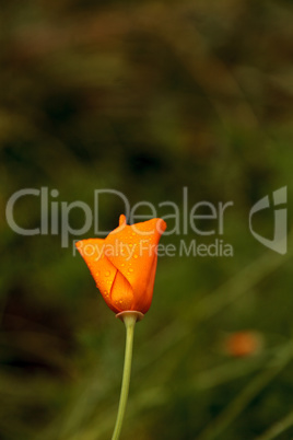 California Poppy flower Eschscholzia californica