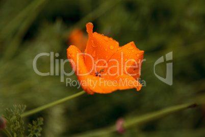 California Poppy flower Eschscholzia californica