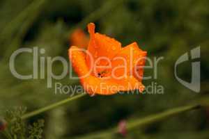 California Poppy flower Eschscholzia californica