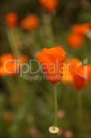 California Poppy flower Eschscholzia californica