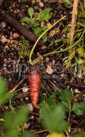 Organic carrot Berlicum