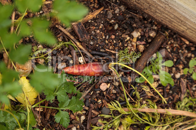 Organic carrot Berlicum