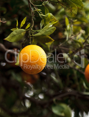 Ripe oranges hang from a tree