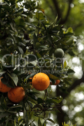 Ripe oranges hang from a tree