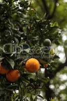 Ripe oranges hang from a tree