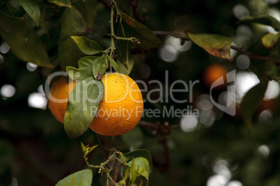 Ripe oranges hang from a tree