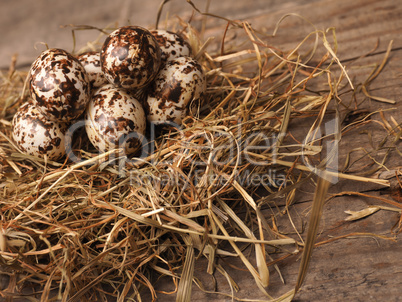 Natural Easter nest background