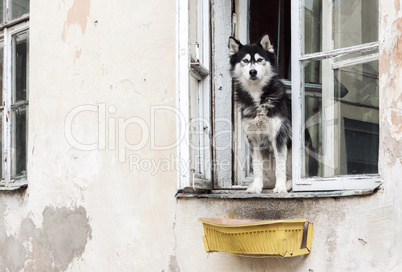 Husky dog and old window