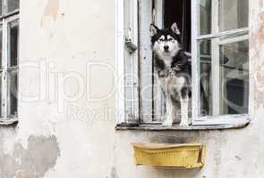 Husky dog and old window