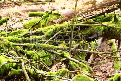 Vermoostes Holz im Wald