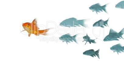 3D Goldfish against white background