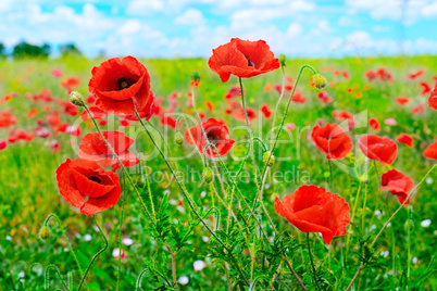 red poppies on green field