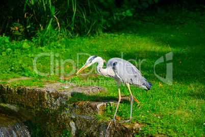 Heron on bank of stream