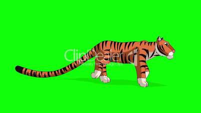 Tiger Walks. Animated Motion Graphic Isolated on Green Screen