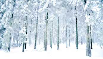 sauerland in  winter