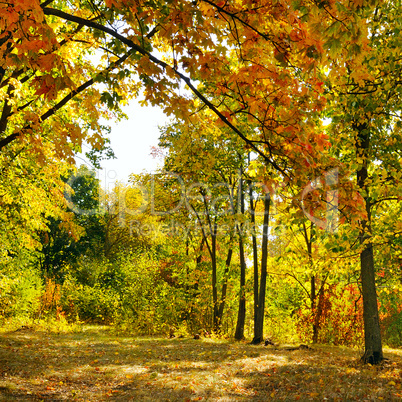 autumn forest and fallen yellow leaves