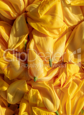 background cut yellow buds, wilted tulips, shot from above
