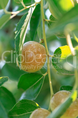 Ziziphus jujuba. Ripe fruit Jujube closeup