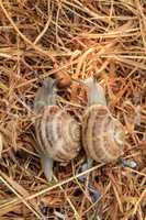 crawl two snails, close-up