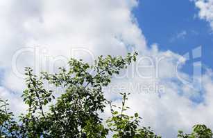 cloud on blue sky