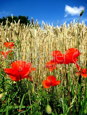 coquelicots