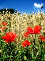 coquelicots