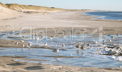 seagulls on the beach