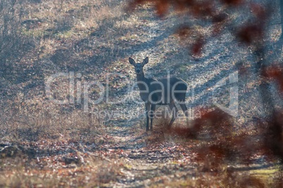 Red deer in the forest road