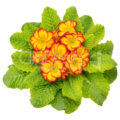 primula with bright flowers isolated on white background