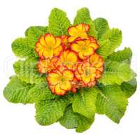 primula with bright flowers isolated on white background