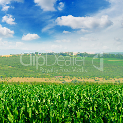 green corn field and blue sky