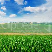 green corn field and blue sky