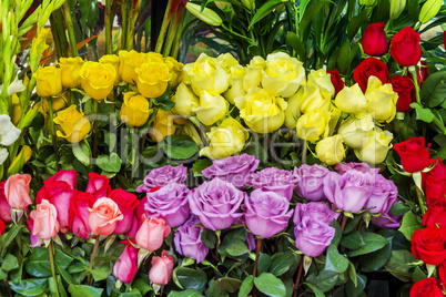 a group of colorful roses