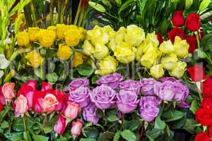 a group of colorful roses