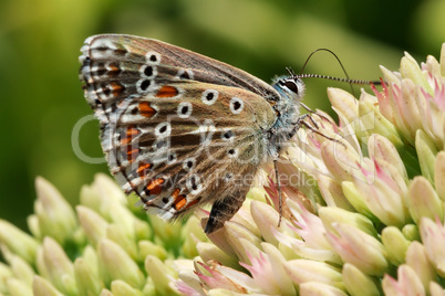 Butterfly on a flowering plant