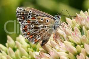 Butterfly on a flowering plant