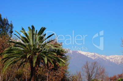 Palm tree and snowy mountains