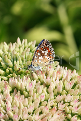 Butterfly on a flowering plant